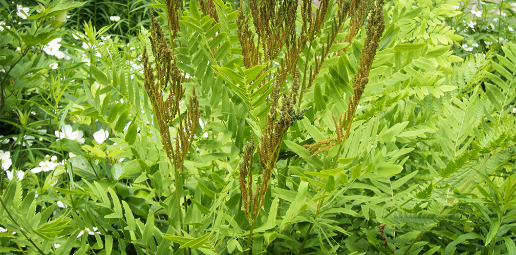 Ferns of the Adirondack Park: Royal Fern growing in the Native Plant Garden at the Paul Smith's College VIC (21 June 2017). Ferns of the Adirondack Park: Royal Fern growing in the Native Plant Garden at the Paul Smith's College VIC (21 June 2017).