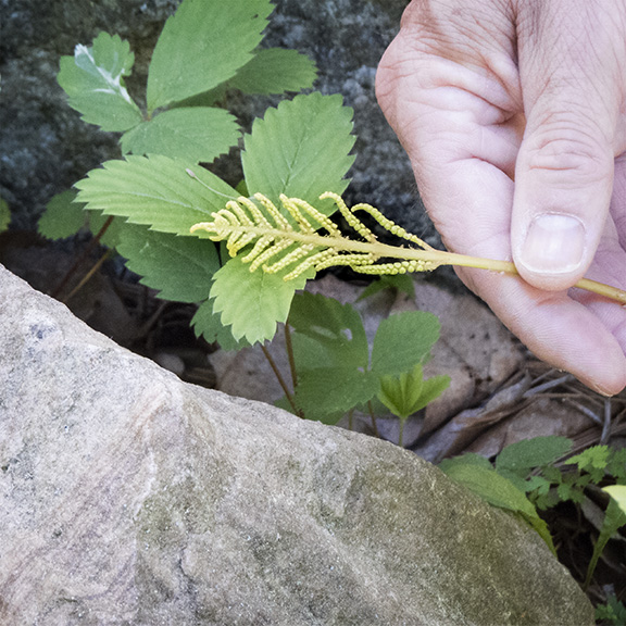 Ferns of the Adirondacks: Sensitive Fern at the Paul Smiths VIC (22 June 2014). Ferns of the Adirondacks: Sensitive Fern at the Paul Smiths VIC (22 June 2014).