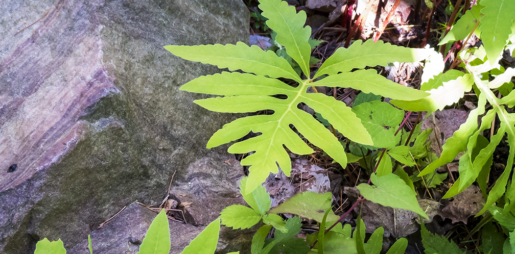Adirondack Ferns: Sensitive Fern (Onoclea sensibilis) in the garden outside the Paul Smiths VIC building (22 June 2014). Adirondack Ferns: Sensitive Fern (Onoclea sensibilis) in the garden outside the Paul Smiths VIC building (22 June 2014).