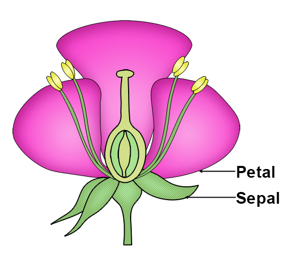 Flower Structure: Petal and Sepal