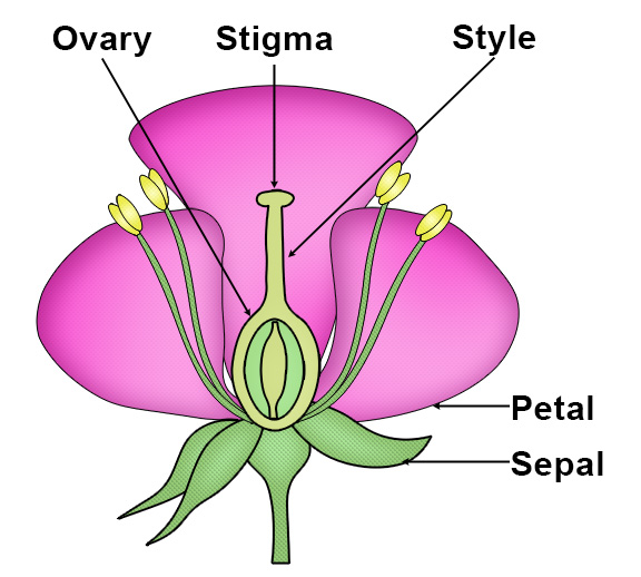 Flower Structure: Stigma, Ovary, Style