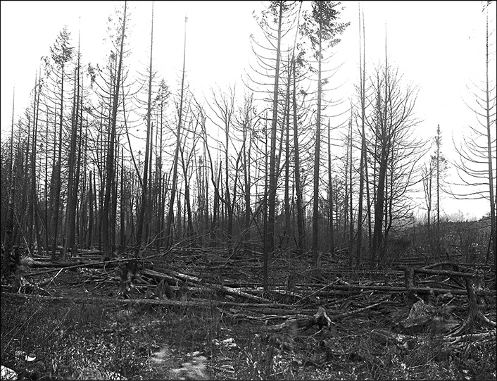 Adirondack Forest Fires: View of a forest in the aftermath of a fire on Saint Regis Mountain, 1908. New York State Archives, New York (State). Conservation Dept. Adirondack Forest Fires: View of a forest in the aftermath of a fire on Saint Regis Mountain, 1908. New York State Archives, New York (State). Conservation Dept.