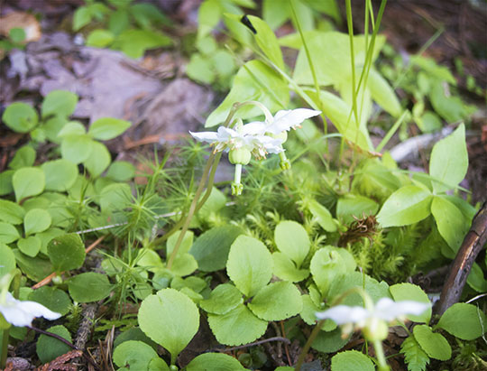 Adirondack Wildflowers: One-flowered Wintergreen on the Heart Lake Trail (28 June 2017)
