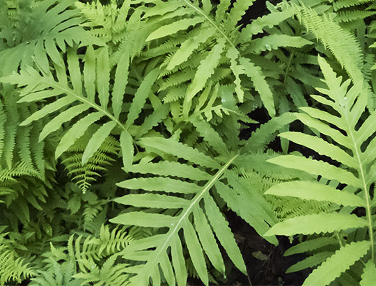 Adirondack Ferns: Sensitive Fern in the fern garden at the Nature Museum at Heart Lake (28 June 2017)