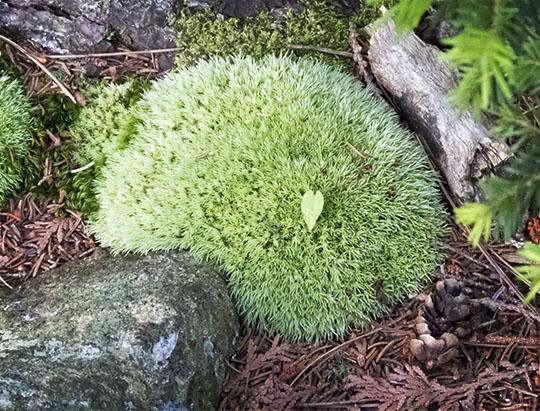 Adirondack Moss: Pincushion Moss on the Heart Lake Trail (12 July 2017)