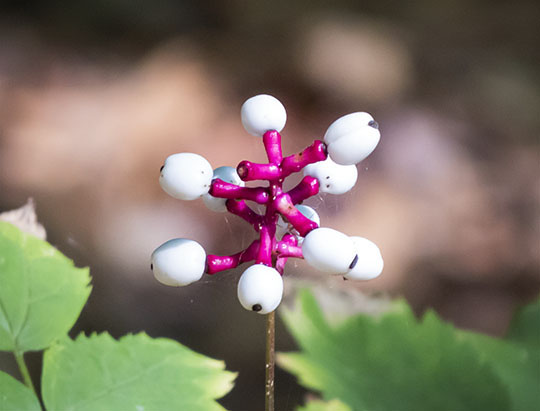 Adirondack Wildflowers: White Baneberry on the Henry's Woods Rocky Knob  Trail (4 June 2015)