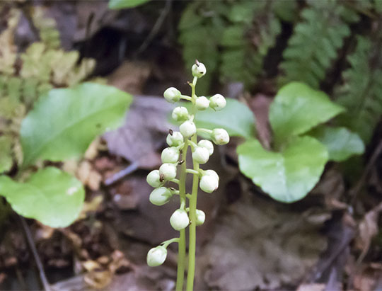 Adirondack Wildflowers: Shinleaf on the Henry's Woods Loop Trail (6 July 2017)