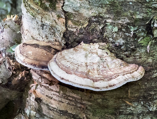 Adirondack Mushrooms: Ganoderma applanatum on the Henry's Woods Rocky Knob Trail (16 September 2015)