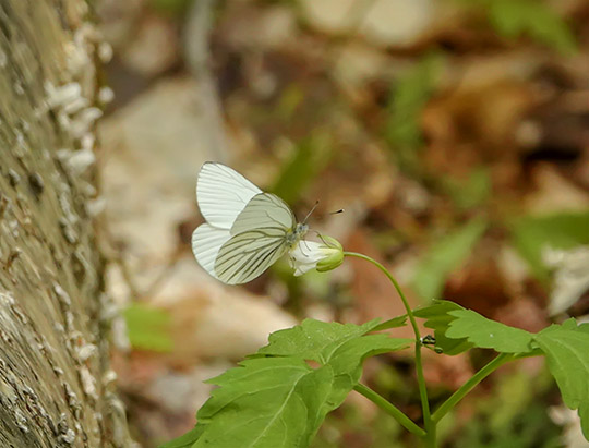 Adirondack Butterflies: Mustard White on the Henry's Woods Loop Trail (31 May 2019)