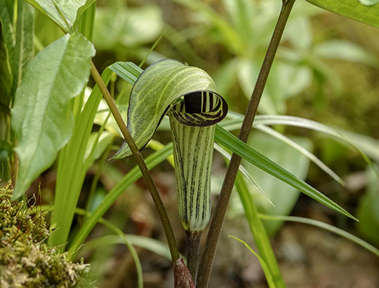 Adirondack Wildflowers: Jack-in-the-Pulpit on the Henry's Woods Loop Trail (31 May 2019)
