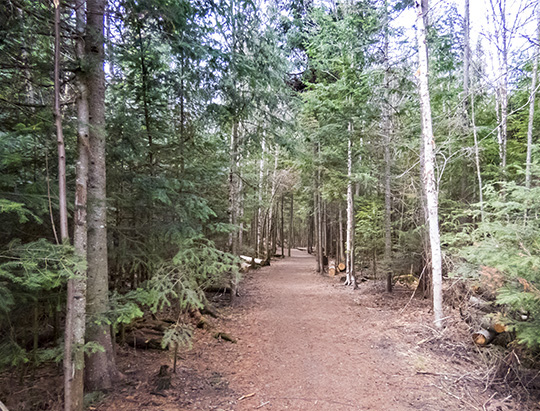 Adirondack Habitats: Conifer forest on the Henry's Woods Trails (28 September 2015)