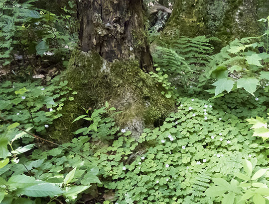 Adirondack Wildflowers: Common Wood Sorrel on the Henry's Woods Loop Trail (6 July 2017)