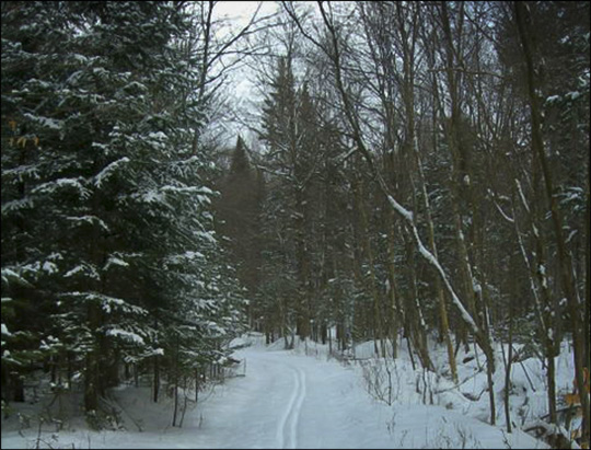 Jenkins Mountain Trail in winter