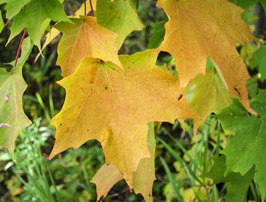 Adirondack Trees: Sugar Maple leaf on the Maple Grove Trail at John Brown Farm (27 September 2015)