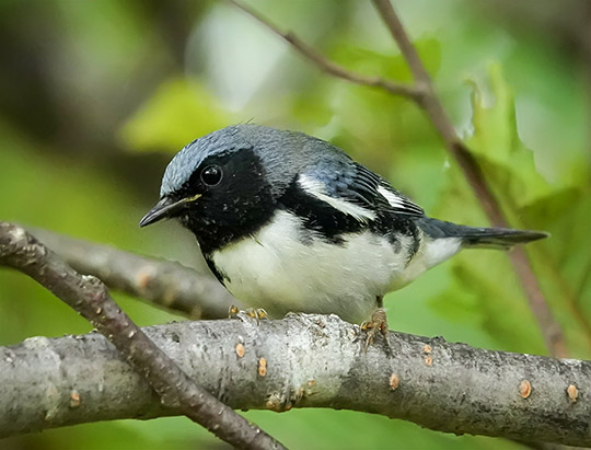 Adirondack Birds: Black-throated Blue Warbler at John Brown Farm (18 August 2019)