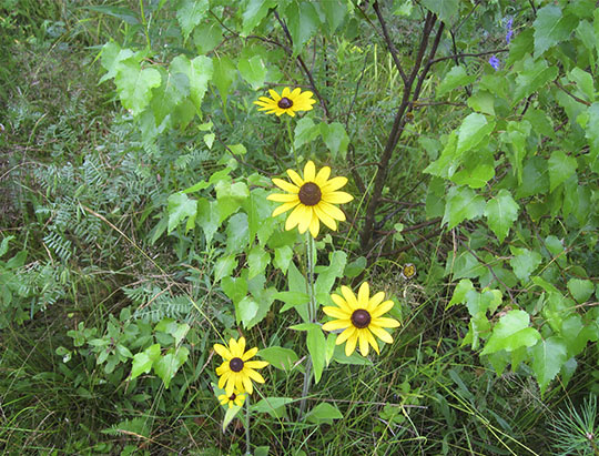 Adirondack Wildflowers: Black-eyed Susan at John Brown Farm (22 July 2010)