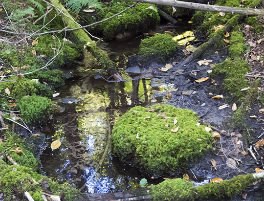 Adirondack Moss: Stair-step Moss on the Maple Grove Trail at John Brown Farm (27 September 2015)