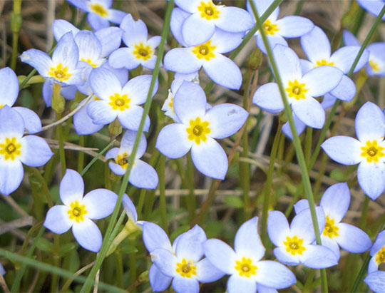 Adirondack Wildflowers: Bluets at John Brown Farm (19 May 2014)
