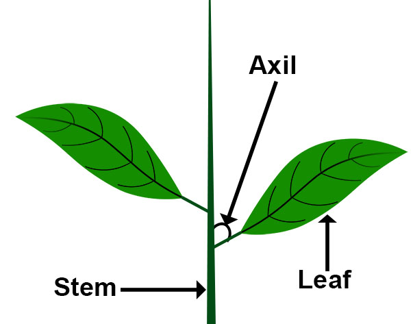 Leaf Axil