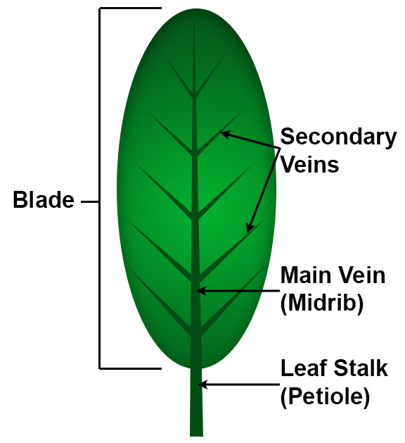 Leaf Structure: Blade and Midrib