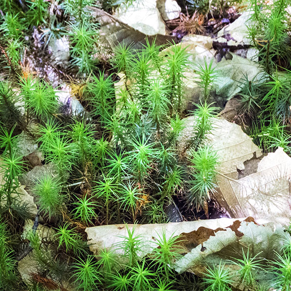 Mosses of the Adirondack Park: Haircap Moss on the Old Orchard Loop at Heaven Hill (23 September 2015) Mosses of the Adirondack Park: Haircap Moss on the Old Orchard Loop at Heaven Hill (23 September 2015)