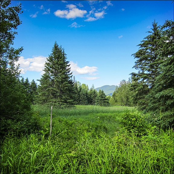 Old Field Succession in the Adirondacks: Abandoned field near Lake Placid (20 June 2011). Old Field Succession in the Adirondacks: Abandoned field near Lake Placid (20 June 2011).