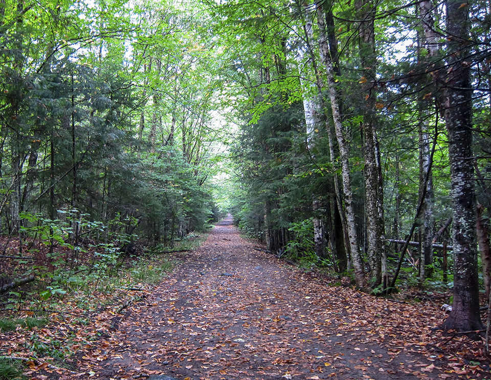 Adirondack Habitats: The Old Road at the Peninsula Nature Trails (21 September 2018).