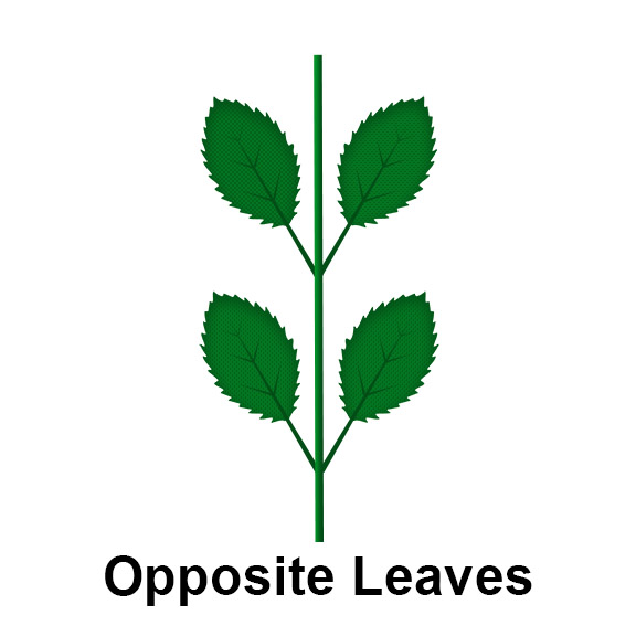 Opposite leaf arrangement