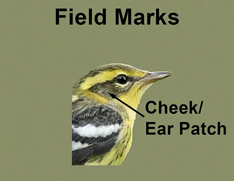 Ornithology Field Marks: Cheek Patches