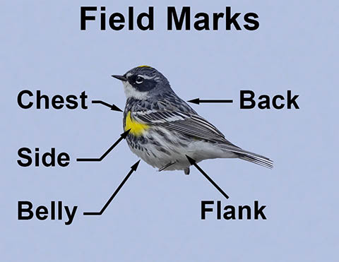 Ornithology Field Marks: Chest, Side, Belly, Flank, Back