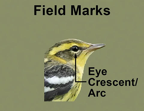 Ornithology Field Marks: Eye Crescent/Arc