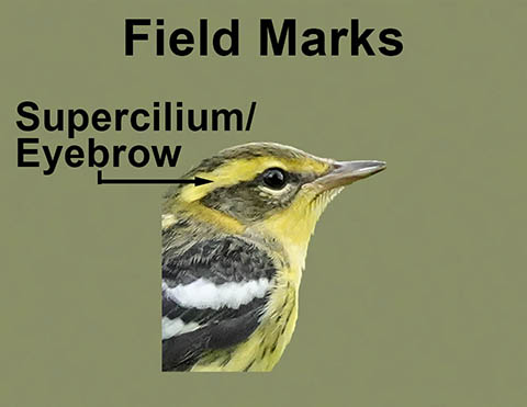 Ornithology Field Marks: Eyebrow/Supercilium