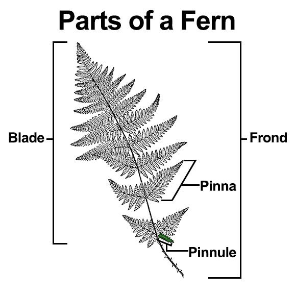 Parts of a fern: Pinnule