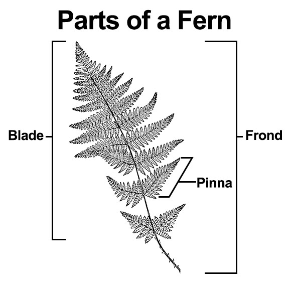 Parts of a fern: Pinna