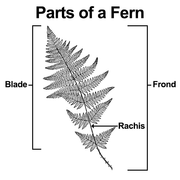 Parts of a fern: Rachis