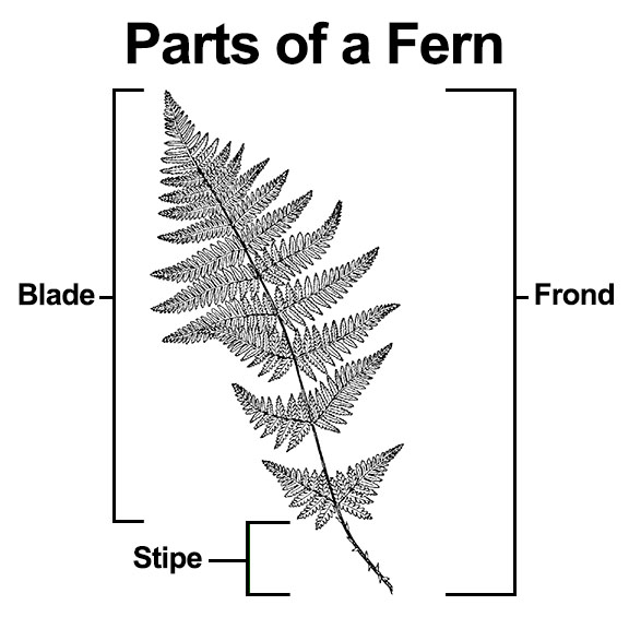 Parts of a fern: Stipe