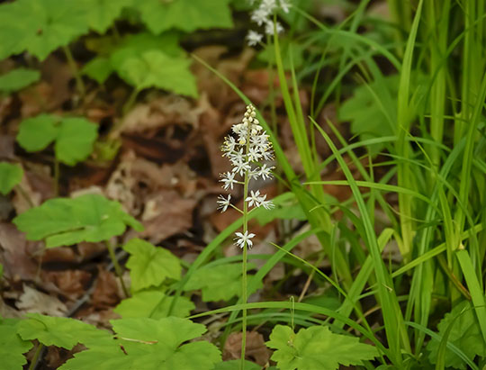 Adirondack Wildflowers:  Foamflower on the Peninsula Nature Trails (30 May 2019)
