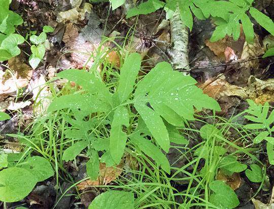 Adirondack Ferns: Sensitive Fern on the Boundary Trail at the Peninsula Nature Trails (20 June 2017)