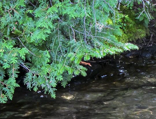 Trees of the Adirondacks: Balsam Fir and Northern White Cedar on Outlet Brook at the Peninsula Nature Trails (22 August 2011)