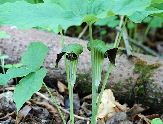 Adirondack Wildflowers: Jack-in-the-Pulpit in bloom on the Peninsula Nature Trails (8 June 2018)