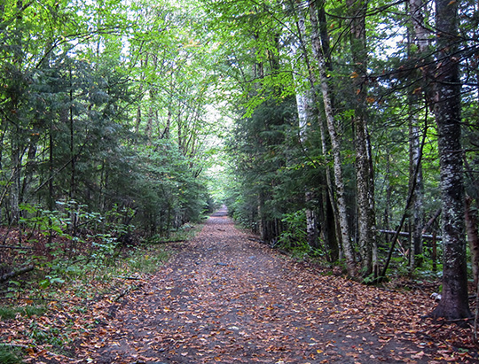 The old road at the Peninsula Nature Trails (21 September 2018)