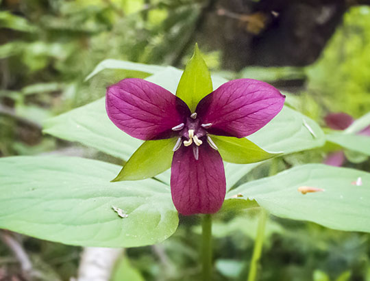Adirondack Wildflowers: Purple Trillium on the Peninsula Nature Trails (29 May 2017)