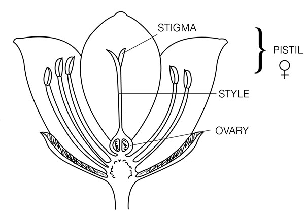 Diagram of pistil