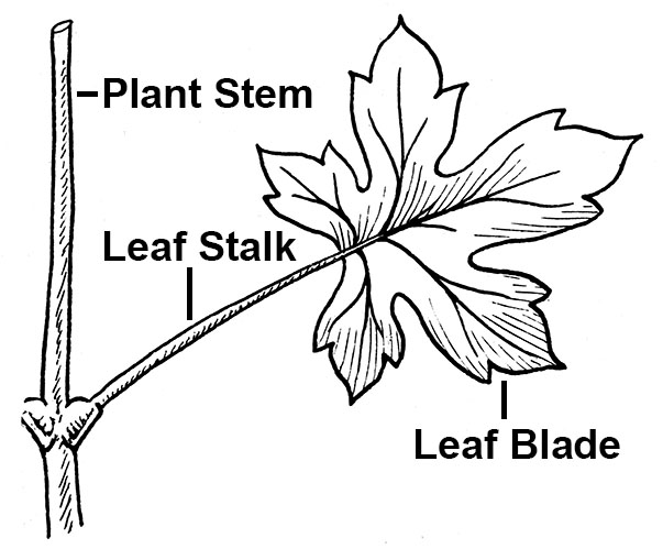 Simple Leaf Diagram