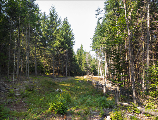 Adirondack Habitats: Recently-logged section of the Skidder Trail (19 August 2013)