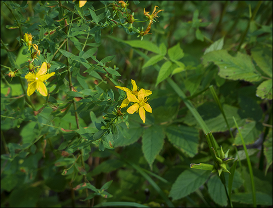 Adirondack Wildflowers: St John's Wort on the Skidder Trail (19 August 2013)