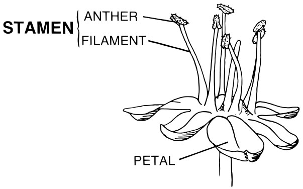 Diagram of flower stamen