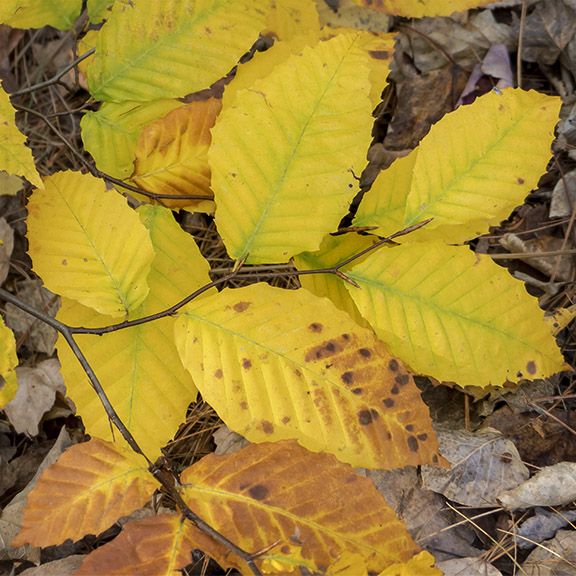 Trees of the Adirondack Park: American Beech on the Loggers Loop Trail near the VIC building (13 October 2013). Trees of the Adirondack Park: American Beech on the Loggers Loop Trail near the VIC building (13 October 2013).