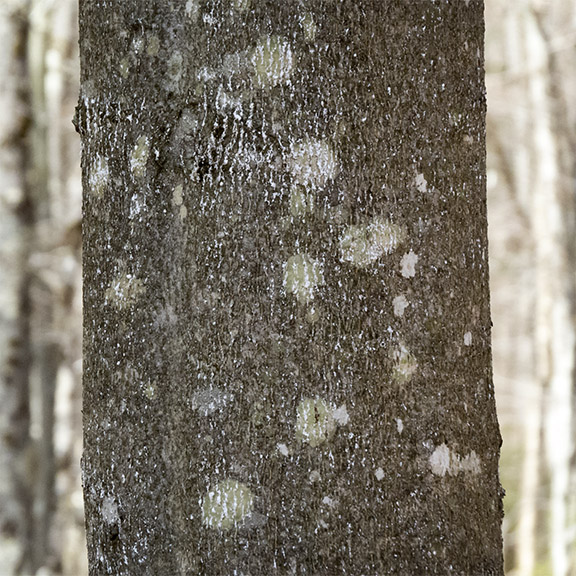 Trees of the Adirondack Park: American Beech tree on the Logger's Loop Trail (29 April 2016). Trees of the Adirondack Park: American Beech tree on the Logger's Loop Trail (29 April 2016).