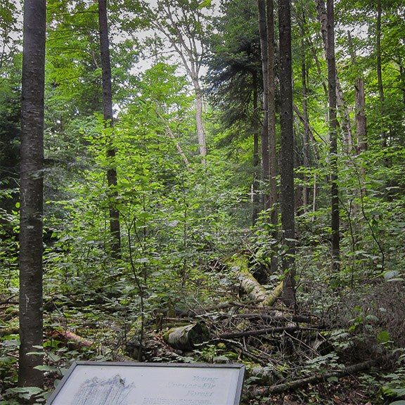 Trees of the Adirondack Park: Balsam Fir and Red Spruce on the Silvi Trail (25 July 2012). Trees of the Adirondack Park: Balsam Fir and Red Spruce on the Silvi Trail (25 July 2012).